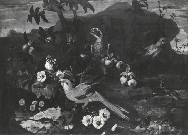Fototeca del Polo museale della Campania — Napoli. Museo di Capodimonte. Paolo Porpora (?). Natura morta con fiori, frutta e uccelli — insieme